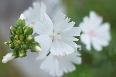 Yaz çiçeklerinin cilvesi güzel çiçek açan makro fotoğraf
