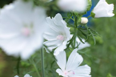 Yaz çiçeklerinin cilvesi güzel çiçek açan makro fotoğraf