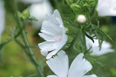 Yaz çiçeklerinin cilvesi güzel çiçek açan makro fotoğraf