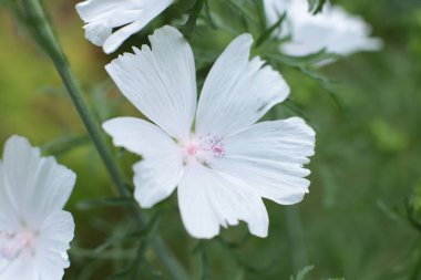 Yaz çiçeklerinin cilvesi Güzel çiçekler