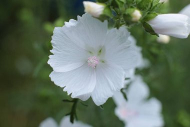 Yaz çiçeklerinin cilvesi Güzel çiçekler