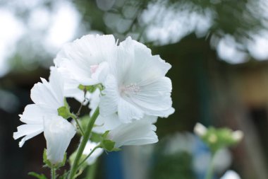 Yaz çiçeklerinin cilvesi Güzel çiçekler