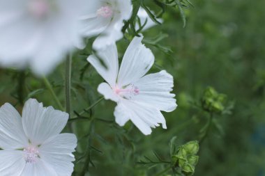 Yaz çiçeklerinin cilvesi Güzel çiçekler