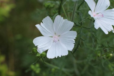 Yaz çiçeklerinin cilvesi Güzel çiçekler