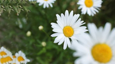 Yaz çiçeklerinin cilvesi Güzel çiçekler