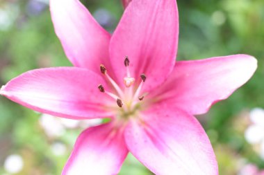 Yaz çiçeklerinin cilvesi Güzel çiçekler