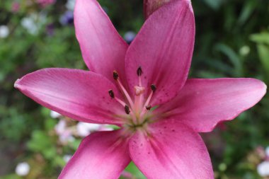 Yaz çiçeklerinin cilvesi Güzel çiçekler