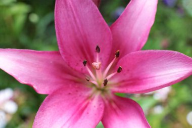 Yaz çiçeklerinin cilvesi Güzel çiçekler