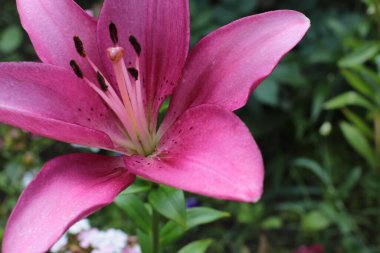 Yaz çiçeklerinin cilvesi Güzel çiçekler