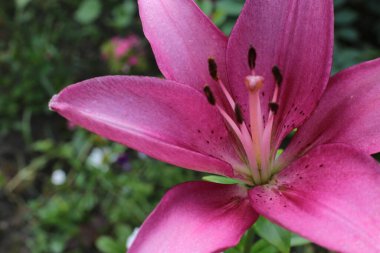 Yaz çiçeklerinin cilvesi Güzel çiçekler