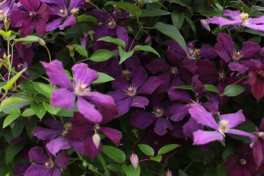 Yaz çiçeklerinin cilvesi Güzel çiçekler