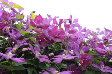 Yaz çiçeklerinin cilvesi Güzel çiçekler