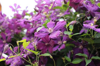 Yaz çiçeklerinin cilvesi Güzel çiçekler