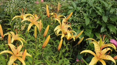 Yaz çiçeklerinin cilvesi Güzel çiçekler