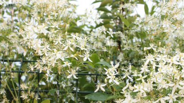 Yaz çiçeklerinin cilvesi Güzel çiçekler