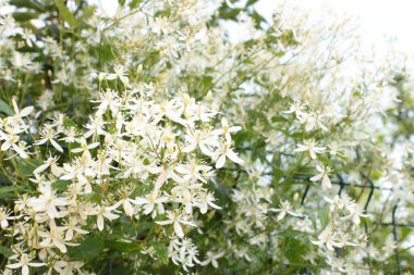 Yaz çiçeklerinin cilvesi Güzel çiçekler