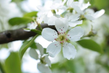 Yaz çiçeklerinin cilvesi Güzel çiçekler