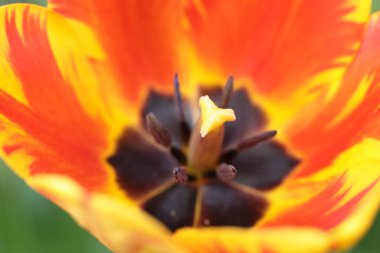 Yaz çiçeklerinin cilvesi Güzel çiçekler