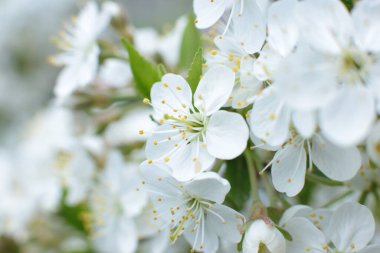 Yaz çiçeklerinin cilvesi Güzel çiçekler