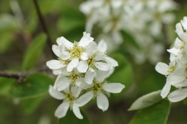 Yaz çiçeklerinin cilvesi Güzel çiçekler