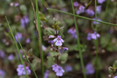 Yaz çiçeklerinin cilvesi Güzel çiçekler