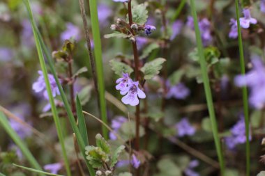 Yaz çiçeklerinin cilvesi Güzel çiçekler