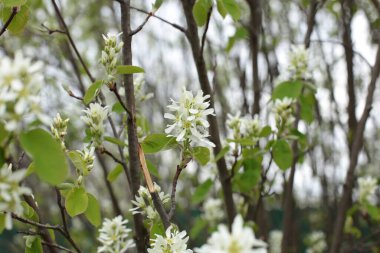 Yaz çiçeklerinin cilvesi Güzel çiçekler