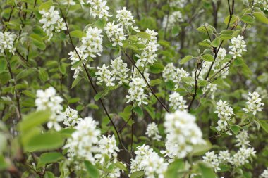 Yaz çiçeklerinin cilvesi Güzel çiçekler