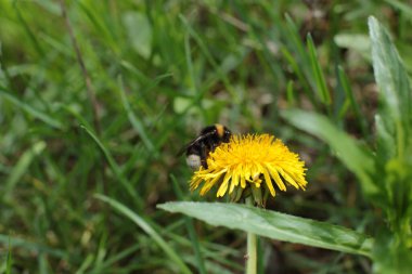 Yaz çiçeklerinin cilvesi Güzel çiçekler