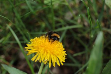 Yaz çiçeklerinin cilvesi Güzel çiçekler
