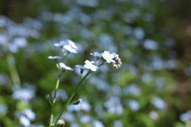 Yaz çiçeklerinin cilvesi Güzel çiçekler