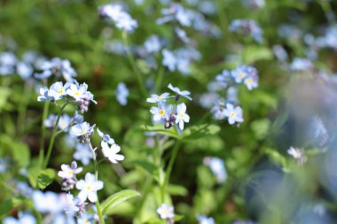 Yaz çiçeklerinin cilvesi Güzel çiçekler