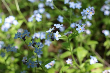 Yaz çiçeklerinin cilvesi Güzel çiçekler