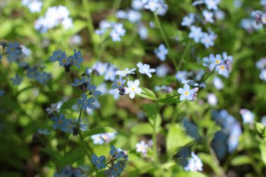 Yaz çiçeklerinin cilvesi Güzel çiçekler