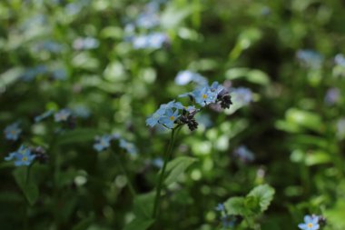 Yaz çiçeklerinin cilvesi Güzel çiçekler