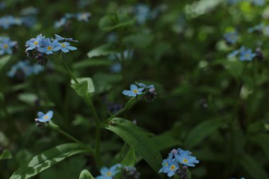 Yaz çiçeklerinin cilvesi Güzel çiçekler