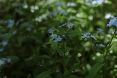 Yaz çiçeklerinin cilvesi Güzel çiçekler