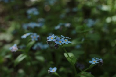 Yaz çiçeklerinin cilvesi Güzel çiçekler