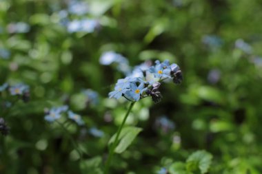Yaz çiçeklerinin cilvesi Güzel çiçekler