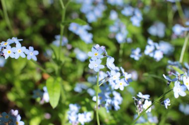 Yaz çiçeklerinin cilvesi Güzel çiçekler
