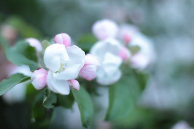 Yaz çiçeklerinin cilvesi Güzel çiçekler