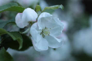 Yaz çiçeklerinin cilvesi Güzel çiçekler