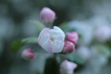 Yaz çiçeklerinin cilvesi Güzel çiçekler