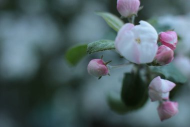 Yaz çiçeklerinin cilvesi Güzel çiçekler