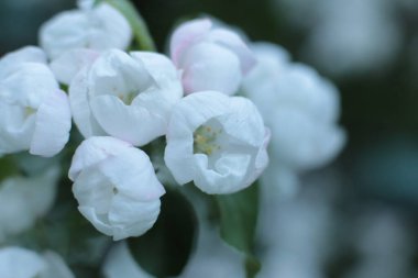 Yaz çiçeklerinin cilvesi Güzel çiçekler