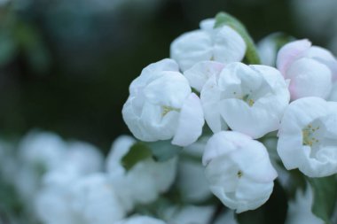 Yaz çiçeklerinin cilvesi Güzel çiçekler