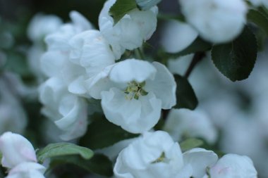 Yaz çiçeklerinin cilvesi Güzel çiçekler