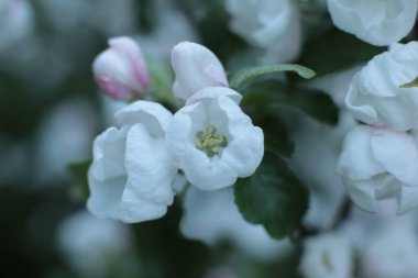 Yaz çiçeklerinin cilvesi Güzel çiçekler