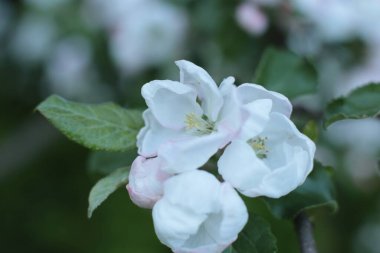 Yaz çiçeklerinin cilvesi Güzel çiçekler