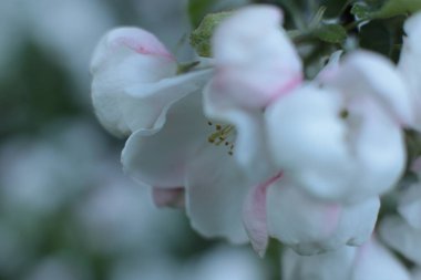 Yaz çiçeklerinin cilvesi Güzel çiçekler